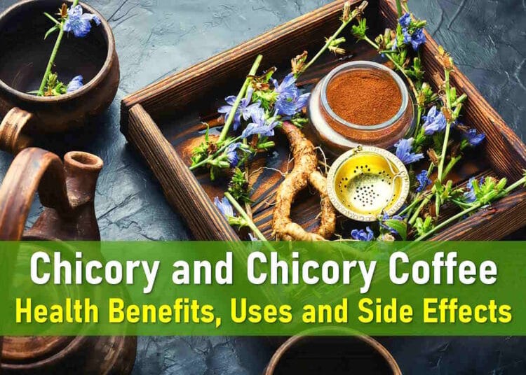 chicory coffee, root, fiber, seed extract, benefits, gut, liver, side effects