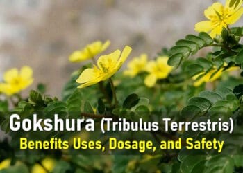 gokshura powder benefits, male, female, side effects