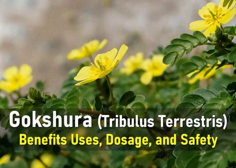 gokshura powder benefits, male, female, side effects