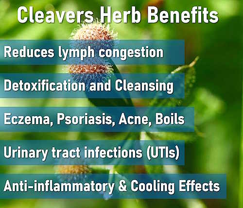 cleavers herb lymphatic system, Swollen lymph nodes, Detoxification, Eczema, Psoriasis, Acne