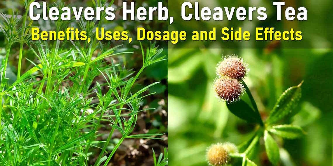 Cleavers Herb, Cleavers Tea: Benefits, Uses, Dosage and Side Effects