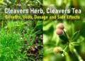 cleavers plant medicinal uses, cleavers herb lymphatic system, cleavers tea benefits