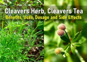 cleavers plant medicinal uses, cleavers herb lymphatic system, cleavers tea benefits