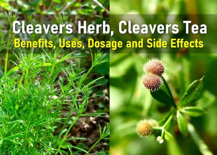 cleavers plant medicinal uses, cleavers herb lymphatic system, cleavers tea benefits