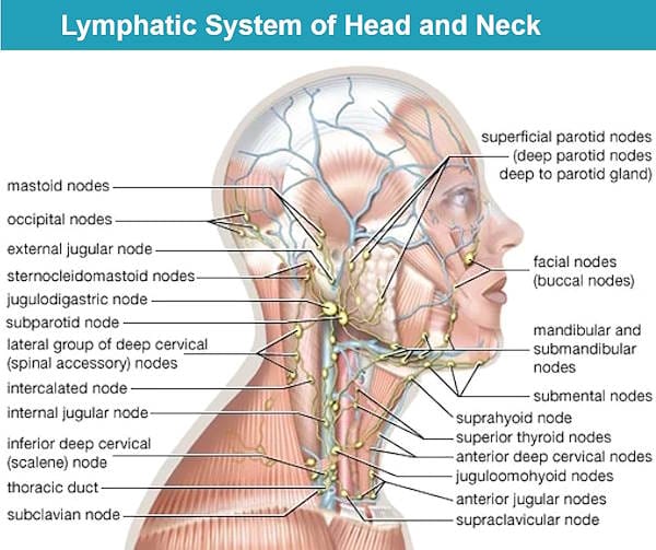 swollen lymph nodes, cervical lymph nodes, occipital lymph nodes, swollen lymph node behind ear, swollen lymph nodes under jaw one side